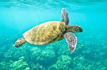 "Side: Boat Adventure to Dolphin Island – Swim and Enjoy Lunch"