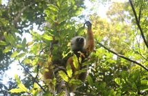 Lemur Day Tour at Andasibe Rainforest and Vakona Lodge Reserve