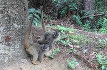 Lemur Day Tour at Andasibe Rainforest and Vakona Lodge Reserve