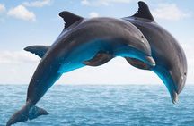 "Side: Boat Adventure to Dolphin Island – Swim and Enjoy Lunch"