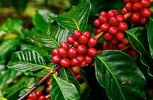 Coffee plantation and Antigua combo
