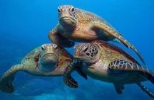 "Side: Scuba Diving in the Fascinating Underwater Museum"