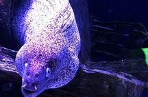 "Side: Scuba Diving in the Fascinating Underwater Museum"