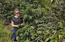 Specialty Coffee 101, History - Processing - Professional Cupping and More!