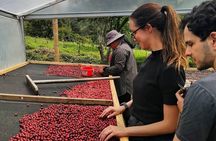 Specialty Coffee 101, History - Processing - Professional Cupping and More!