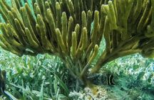 Speedboat and snorkel tour: Single Passenger Boat