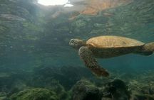  Isla Pinzón - Day Tour - From Santa Cruz - Islas Galápagos
