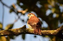 Ebony Forest Reserve Chamarel: Endemic Birdwatching Guided Tour