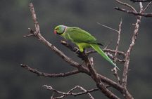 Ebony Forest Reserve Chamarel: Endemic Birdwatching Guided Tour