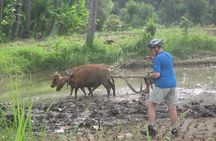 Snorkeling & Trekking at West Bali National Park