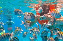 Phi Phi Half Day Tour Speed Boat Tour