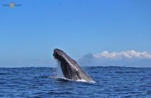 Whale Watching Expedition