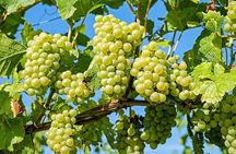 Ston and Peljesac with Wine Tasting Private Tour