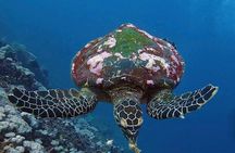 All Inclusive Bali Scuba Diving at Tulamben with Lunch -Transport