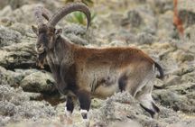 Simien Mountains National Park – 7 Day Trek