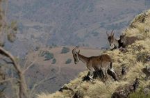 2 Days Simien Mountains Trekking
