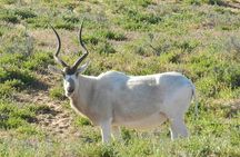 Discovery of the Souss Massa Animal Park in 4x4