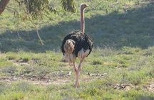 Discovery of the Souss Massa Animal Park in 4x4