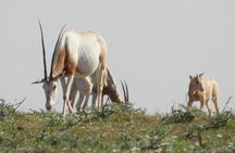 Discovery of the Souss Massa Animal Park in 4x4