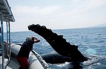 Whale Watching Maui: 2-Hour Small Group Raft Tour from Lahaina