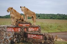 Nairobi National Park Half Day Safari. 