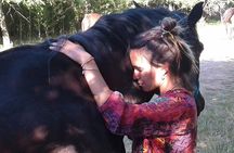 Vibrate your horse heart - healing with horses