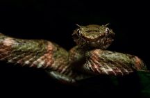 Manuel Antonio Herping Night Tour (Reptiles and Amphibians)