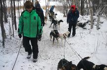 Dog Sledding