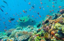 Half Day Tour Snorkeling in Nha Trang Bay Included Lunch