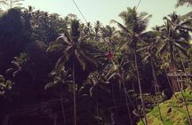Bali swing, Waterfall, Tanah lot Tour