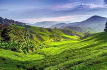 Full-day Cameron Highlands Tour
