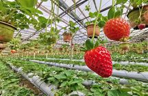 Full-day Cameron Highlands Tour
