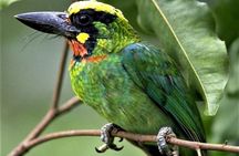 Phulchoki bird-watching tour
