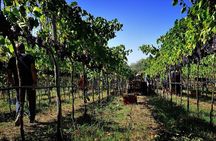 Wine and food tasting