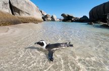 Cape Peninsula Tours