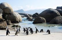 Cape Peninsula Tours