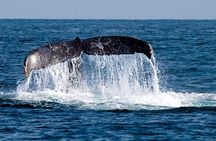 Whale Watching with Hydrophones! Hear the whales!