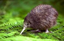 Private tour from Auckland - Waitomo Glowworm Caves, Zealong Tea & Kiwi Bird
