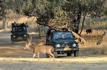 Private Day Trip To Ranthambore National Park from Jaipur