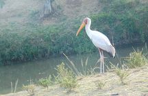 6 Days Safari to Lake Nakuru, Maasai Mara, lake Naivasha and Amboseli