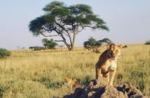 03 Days, 02 Nights Safari To Lake Manyara, Ngorongoro And Tarangire