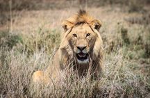 3-Days 2-nights Tanzania Private Budget Camping Safari 