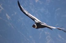 Colca Canyon – 2 Days / 1 Night
