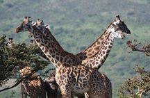 5 Days Northern Tanzania Selected Wildlife Safari