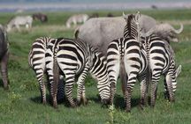 5 Days Northern Tanzania Selected Wildlife Safari