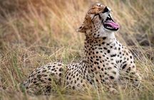 5 Days Northern Tanzania Selected Wildlife Safari