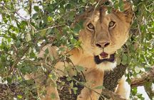 5 Days Northern Tanzania Selected Wildlife Safari