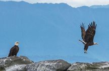 Summer Whale Watching Tour in a Zodiac Boat in Victoria