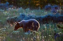 Yellowstone Wolf Watching and Wildlife Safari
