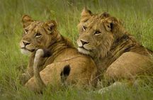 3 days Big five Game Viewing in Queen Elizabeth National Park